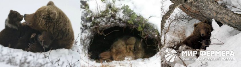 Комы медведи по древнеславянски. Медведь зимой в берлоге. Спящий медведь в берлоге. Берлога медведя. Медведь в берлоге с медвежатами.